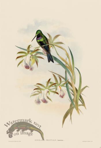 Gould Hummingbird 092